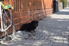 Lánccal agyonvert ebek? Elharapódzó kóborkutya-ügyek Szentegyházán