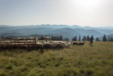 Feltehetően farkasok pusztítottak juhokat egy esztenán