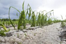 FRISSÍTVE: Jégeső-űző rendszere lesz Szatmár megyének