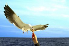 Fogamzásgátlóval csökkentené a sirálypopulációt egy nyugat-európai város