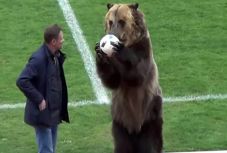 Medve a focipályán, a FIFA hallani sem akar az oroszok ötletéről (VIDEÓ)