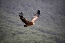 Szabadon engedik az amszterdami állatkert meleg keselyűpárjának „fiókáját”