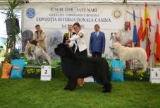Parádés kutyakiállítás Szatmárnémetiben
