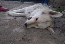 Brutálisan ölte meg szomszédja kutyáját egy háromszéki férfi 