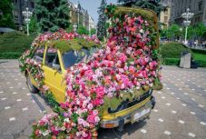 Megjött a tavasz Temesváron: virágba borult a város központja