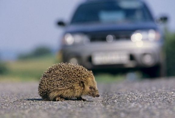 Az autósoknak jobban kellene vigyázniuk a sündisznókra