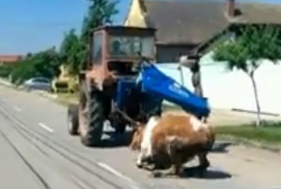 Embertelen módon szállította haza beteg tehenét egy Temes megyei gazda