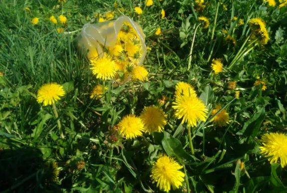 Így készítsünk pitypangmézet vagy szörpöt