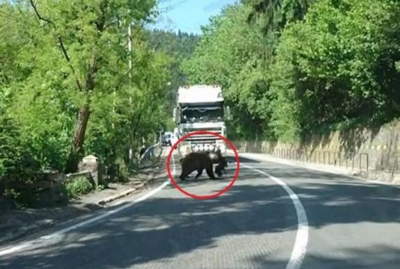 Egyenként vitte át a bocsokat az anyamedve az úton Tusnádfürdőnél