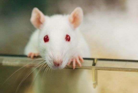 Bizonyítékot találtak rá, hogy az állatok képesek emlékezni