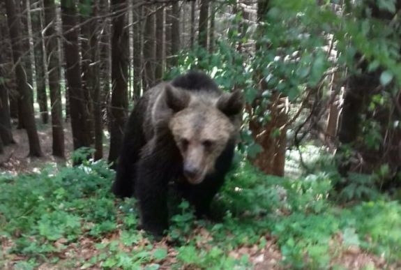 FRISSÍTVE – Részletek derültek ki a Szent Anna-tónál történt medvetámadásról