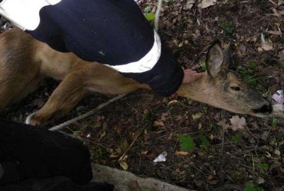 Őzet mentettek ki a marosvásárhelyi turbinaárokból