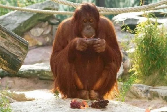 Elpusztult az első „facebookozó” orángután