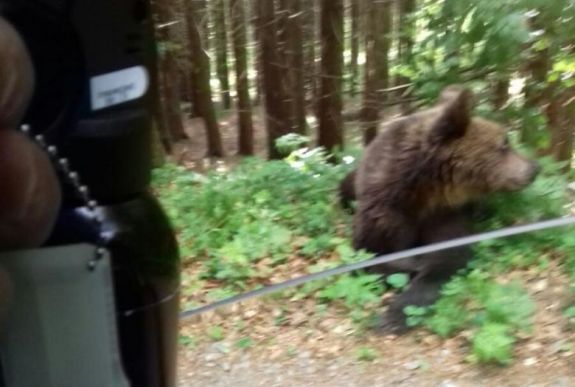 Medveügy: megszavazta a parlament a beavatkozási kvótát