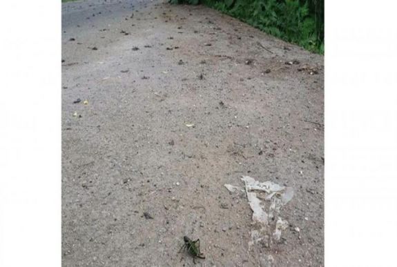 Vészhelyzet: sáskainvázió van három Hargita megyei településen