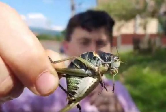 Szakemberek vizsgálják a Hargita megyei szöcskeinvázió okait