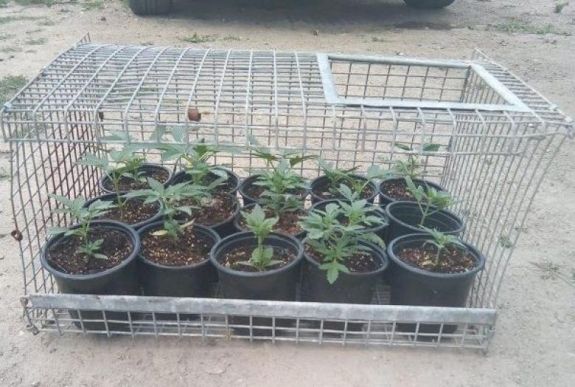 Vadkendert termesztő férfiakat füleltek le Arad megyében