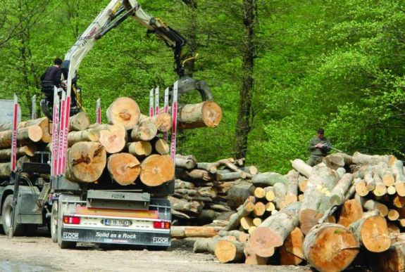 Közművesítés védett erdőkben: szerencsére kilúgozták az eredeti törvénytervezetet