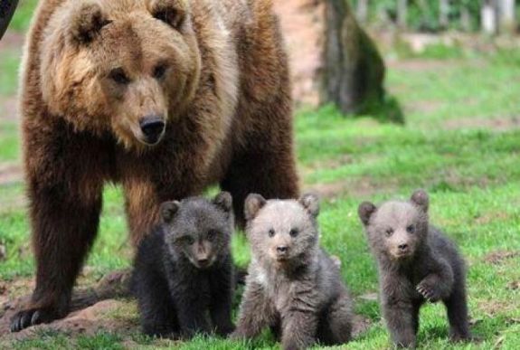 Az emberek félnek: medvék jelentek meg egy háromszéki falu határában