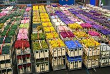 Románia csaknem 90 tonna virágot importál évente