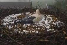 Az anyai szeretet egyik legmeghatóbb bizonyítékát láttuk ettől a gólyától