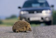 Az autósoknak jobban kellene vigyázniuk a sündisznókra