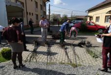 Több ezer őshonos gyümölcsfát osztottak szét Háromszéken
