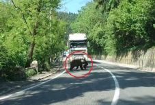 Egyenként vitte át a bocsokat az anyamedve az úton Tusnádfürdőnél