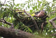 Tisztább „ágyakban” alszanak a csimpánzok, mint az emberek