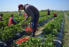 Úgy kell gondozni, mint egy gyermeket – zuhanórepülésben a szatmári eper ára