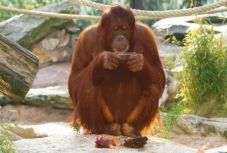 Elpusztult az első „facebookozó” orángután