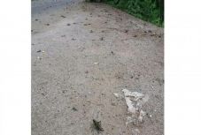 Vészhelyzet: sáskainvázió van három Hargita megyei településen