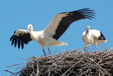 Kimutatták: személyiségük van a gólyáknak