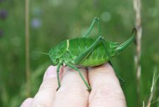 A fogasfarkú szöcske ijesztett rá a Hargita megyei gazdákra – mi a teendő?