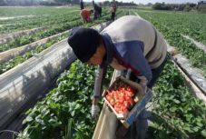 Az uniós polgárok közel négy százaléka dolgozik más tagállamban