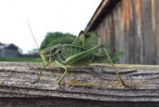 Hargita megyei szöcskeinvázió: mást mond a prefektúra, és mást a biológusok