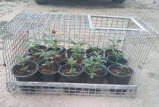 Vadkendert termesztő férfiakat füleltek le Arad megyében