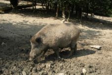 Ismét felütötte a fejét a sertéspestis Szatmár megyében