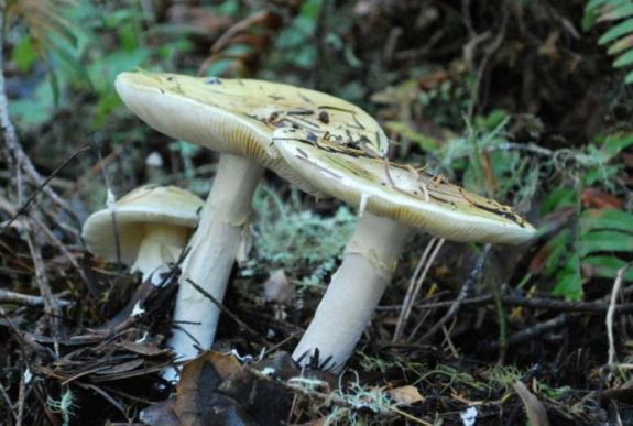 Gombamérgezést kapott több gyermek Vaslui megyében 