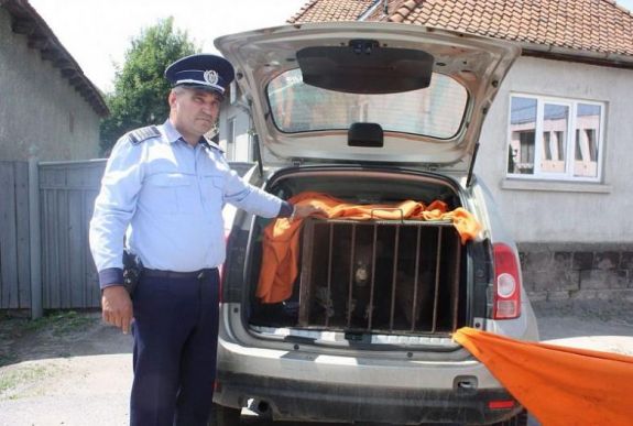 Két medvebocsot mentették meg a rendőrök, miután anyjukat elgázolta a vonat