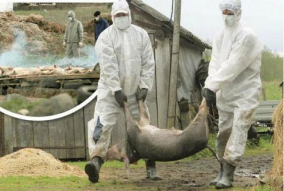 A Duna-deltában is megjelent az afrikai sertéspestis 