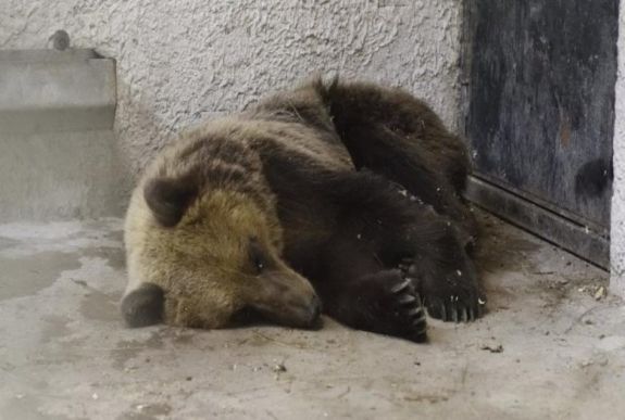 Visszatért Magyarországra a nem rég szabadon engedett medve 