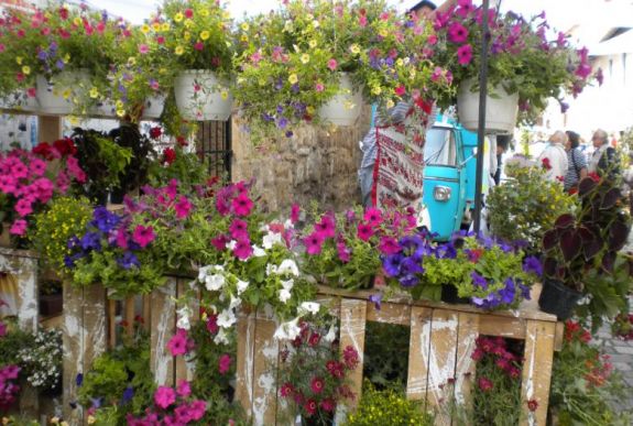 Kivirágzott a kolozsvári Fogoly utca