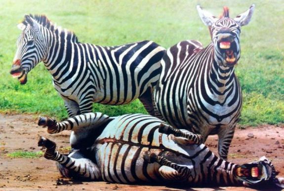Zebrabőrbe varrt hordókkal cáfoltak egy évszázados feltételezést