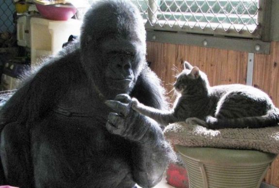  Elpusztult Koko, a leghíresebb gorilla