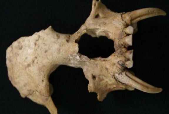 Eddig ismeretlen emberszabású maradványaira bukkantak Kínában