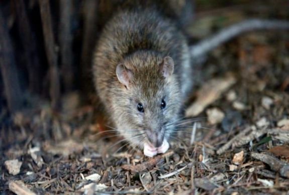 Patkány tört fel egy bankautomatát Indiában