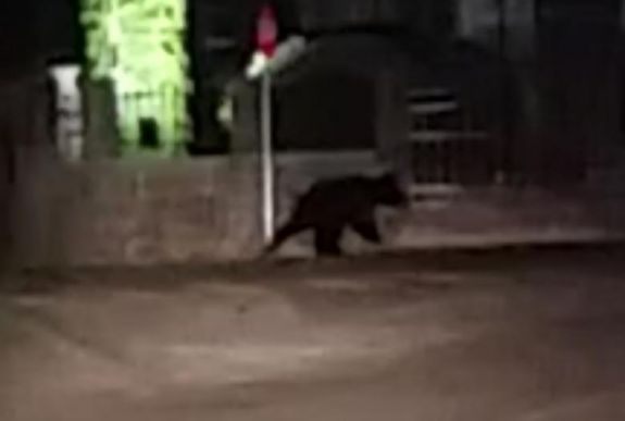 Medve költözött Árkosra