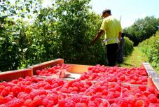 Tiltakoznak a szerbiai málnatermesztők az alacsony felvásárlási ár miatt