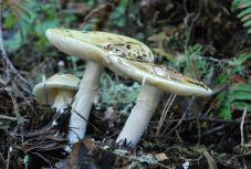 Gombamérgezést kapott több gyermek Vaslui megyében 